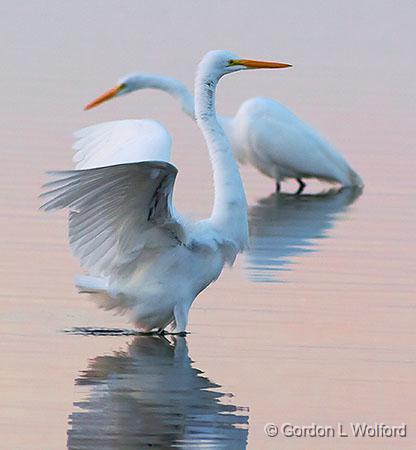 Egrets At Dawn_4515.jpg - Great Egret (Ardea alba) photographed in Rockport, Texas, USA.